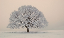 Bild Die Winterreise – Franz Schubert